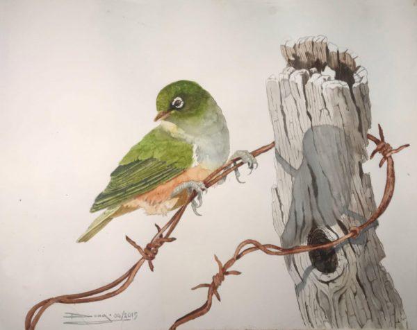"Silvereye" (Zosterops lateralis), Signed and Numbered, Limited Edition Giclée Archival Prints (run of 50)