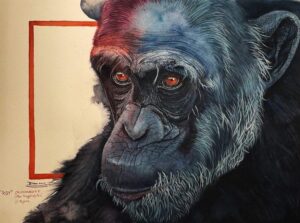"Roy", the Ol Pejeta Chimpanzee