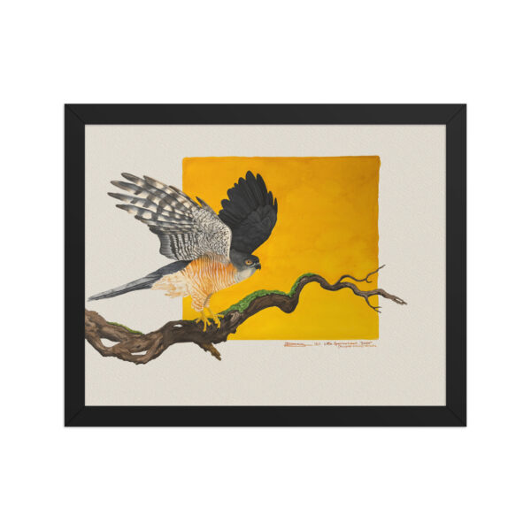 Framed poster, Saxx, the little sparrowhawk rescued by KBOPT - Image 2