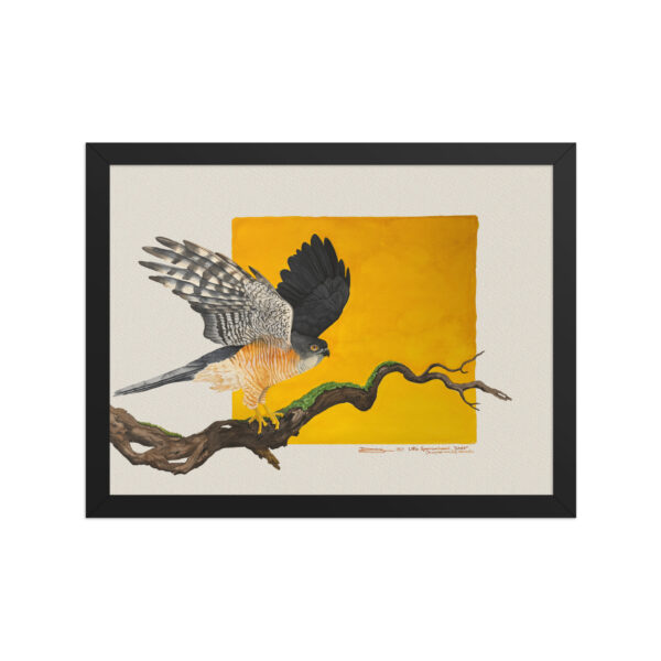 Framed poster, Saxx, the little sparrowhawk rescued by KBOPT - Image 3