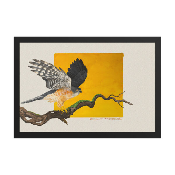Framed poster, Saxx, the little sparrowhawk rescued by KBOPT - Image 4