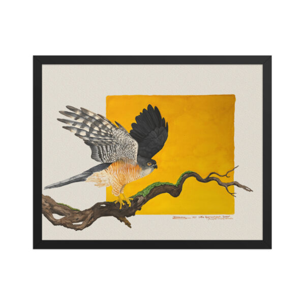 Framed poster, Saxx, the little sparrowhawk rescued by KBOPT - Image 5
