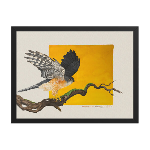 Framed poster, Saxx, the little sparrowhawk rescued by KBOPT - Image 6