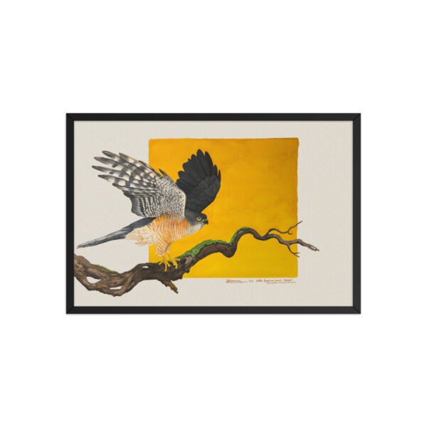 Framed poster, Saxx, the little sparrowhawk rescued by KBOPT