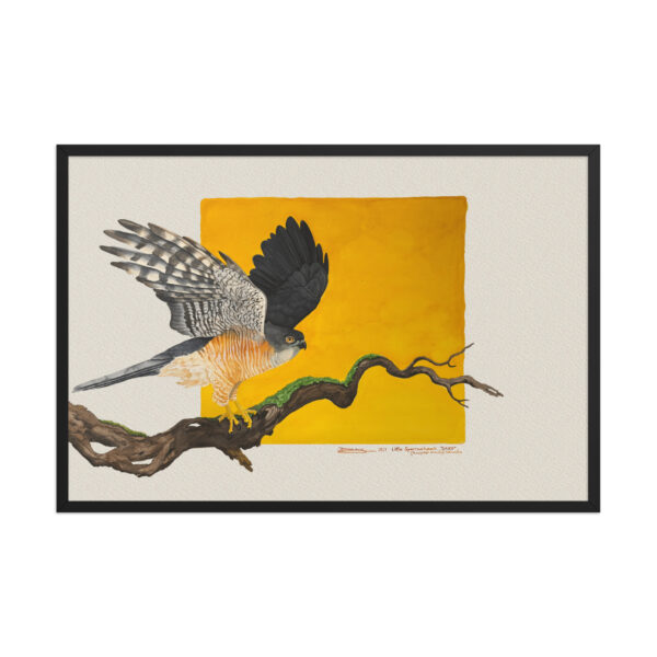 Framed poster, Saxx, the little sparrowhawk rescued by KBOPT - Image 7