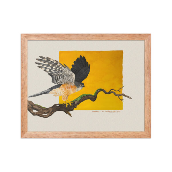Framed poster, Saxx, the little sparrowhawk rescued by KBOPT - Image 8