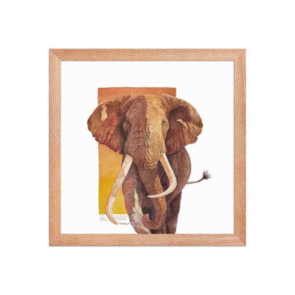 Framed poster, "Tim", one of the last and largest of the giant tuskers - Image 13