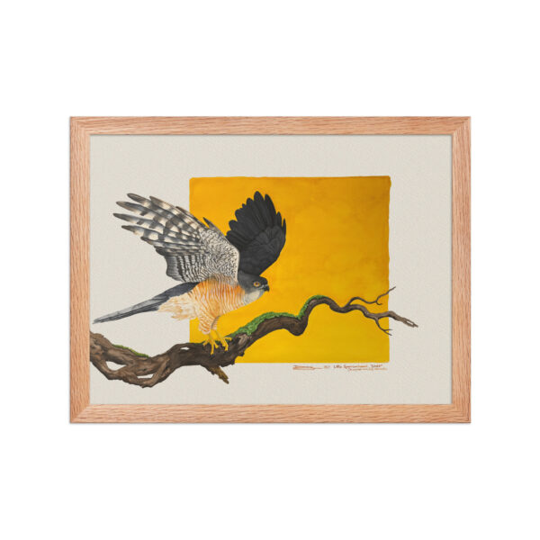 Framed poster, Saxx, the little sparrowhawk rescued by KBOPT - Image 9
