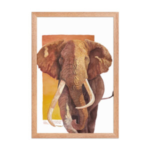 Framed poster, "Tim", one of the last and largest of the giant tuskers