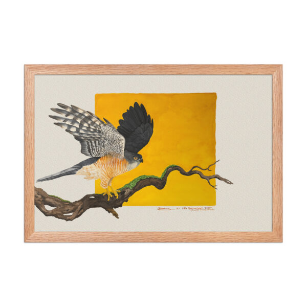Framed poster, Saxx, the little sparrowhawk rescued by KBOPT - Image 10
