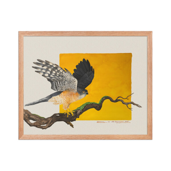 Framed poster, Saxx, the little sparrowhawk rescued by KBOPT - Image 11