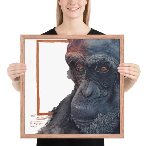 Framed poster, "Roy", a chimp rescued by Ol Pejeta - Image 21