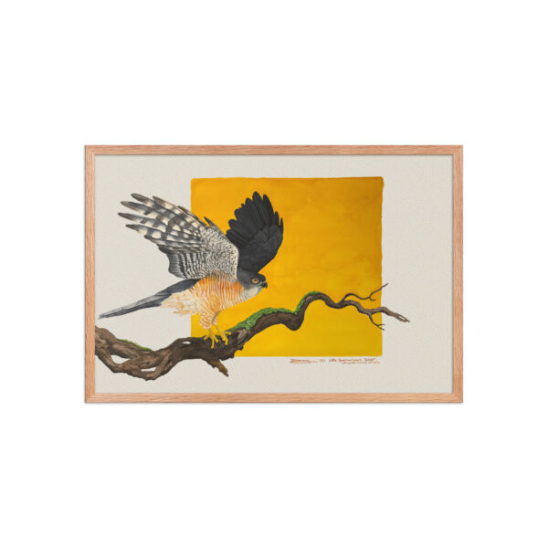 Framed poster, Saxx, the little sparrowhawk rescued by KBOPT - Image 13