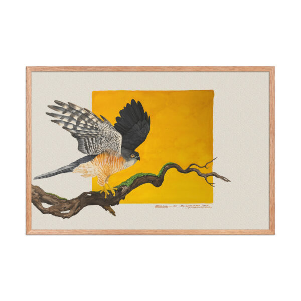 Framed poster, Saxx, the little sparrowhawk rescued by KBOPT - Image 14