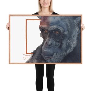 Framed poster, "Roy", a chimp rescued by Ol Pejeta