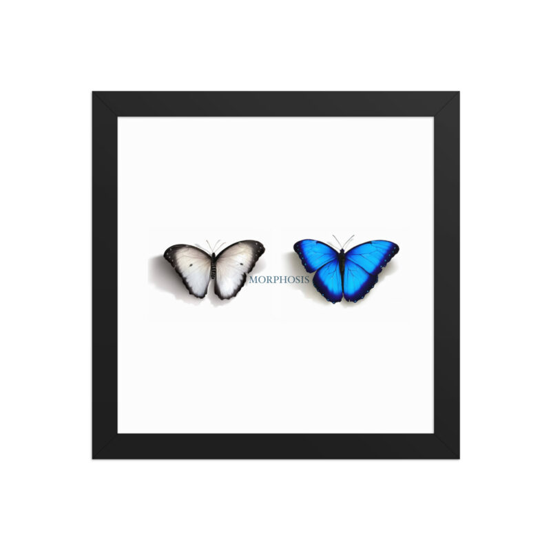 Framed poster, morpho (Morpho peleides) and white (Pieris rapae) butterflies: morphosis - Image 3