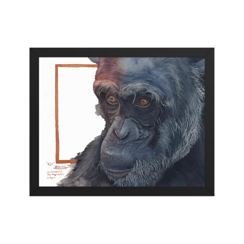 Framed poster, Roy, a chimp from Sweetwaters - Image 2