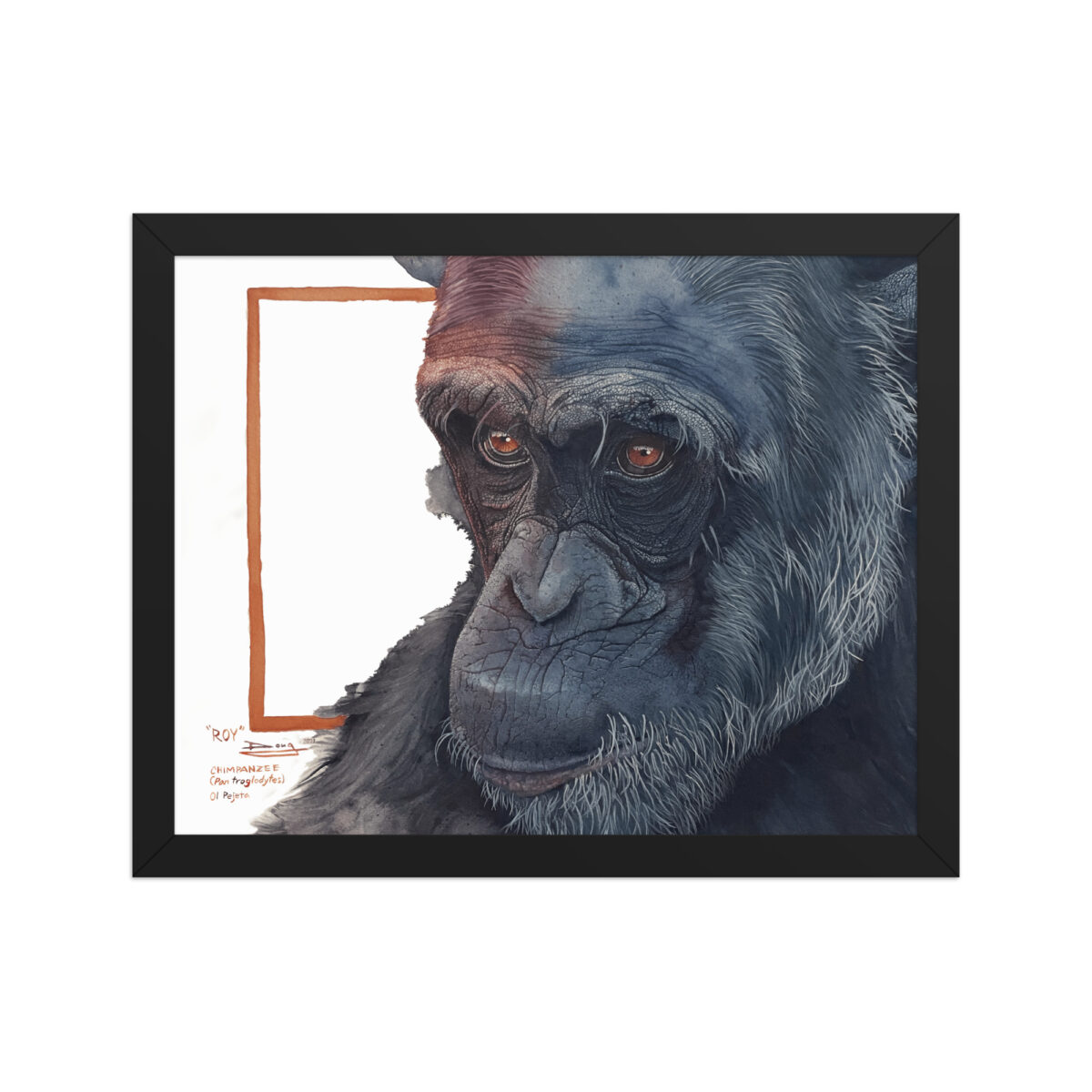 Framed poster, "Roy" a chimp of Sweetwaters - Image 2