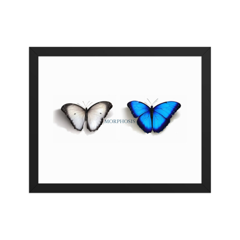 Framed poster, morpho (Morpho peleides) and white (Pieris rapae) butterflies: morphosis - Image 4