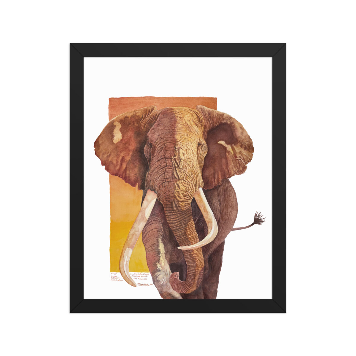 Framed poster, "Tim", one of the last of the giant tuskers - Image 2