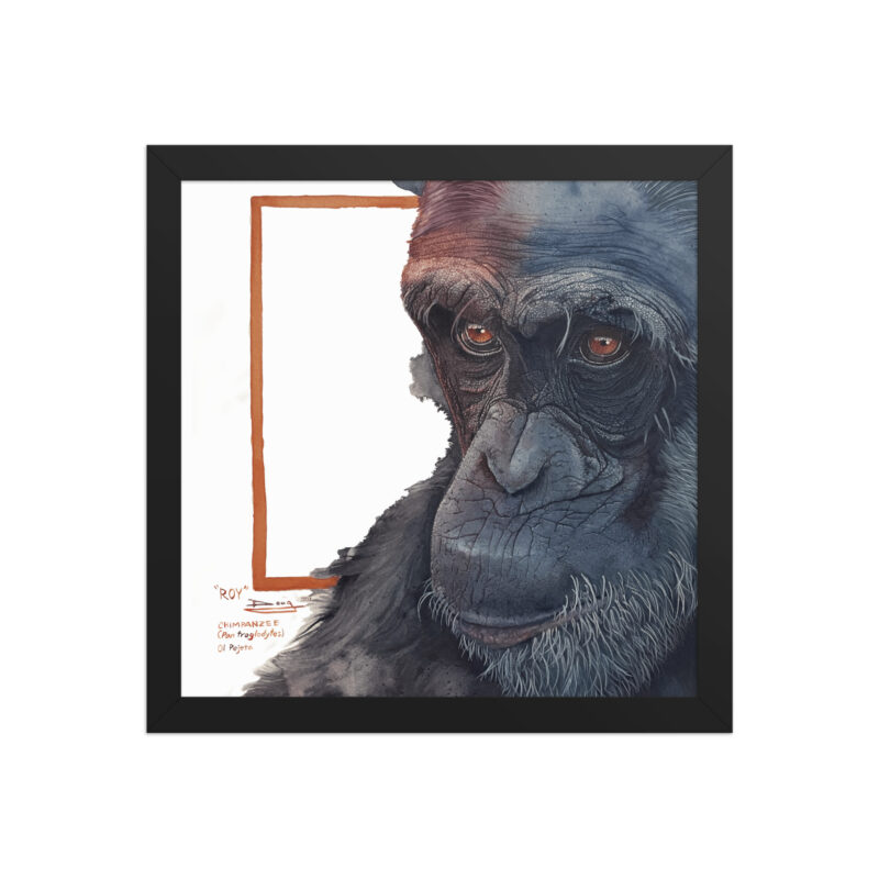 Framed poster, Roy, a chimp from Sweetwaters - Image 3