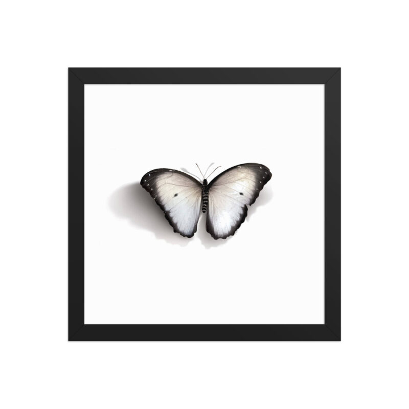Framed poster, white butterfly - Image 3