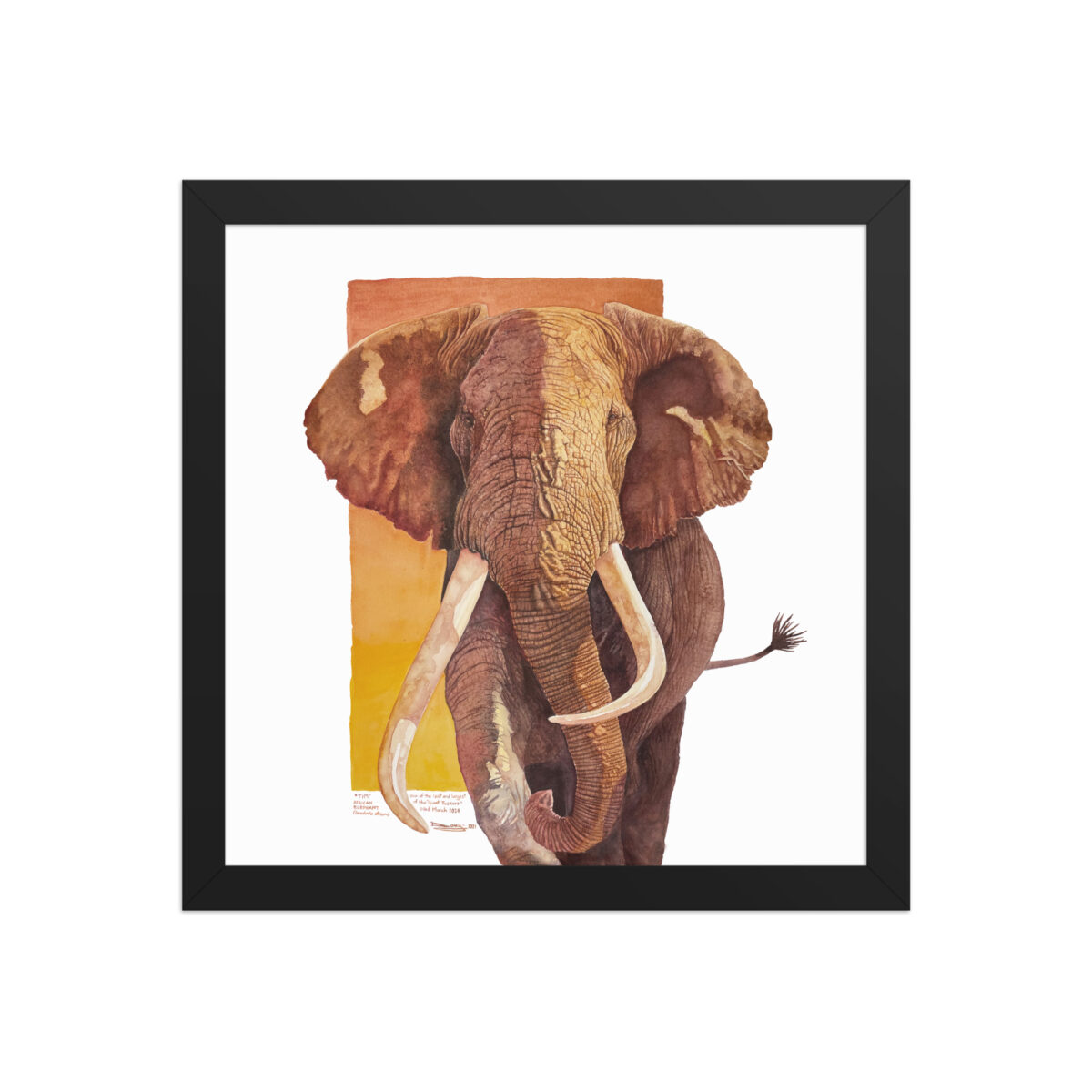 Framed poster, "Tim", one of the last of the giant tuskers - Image 3