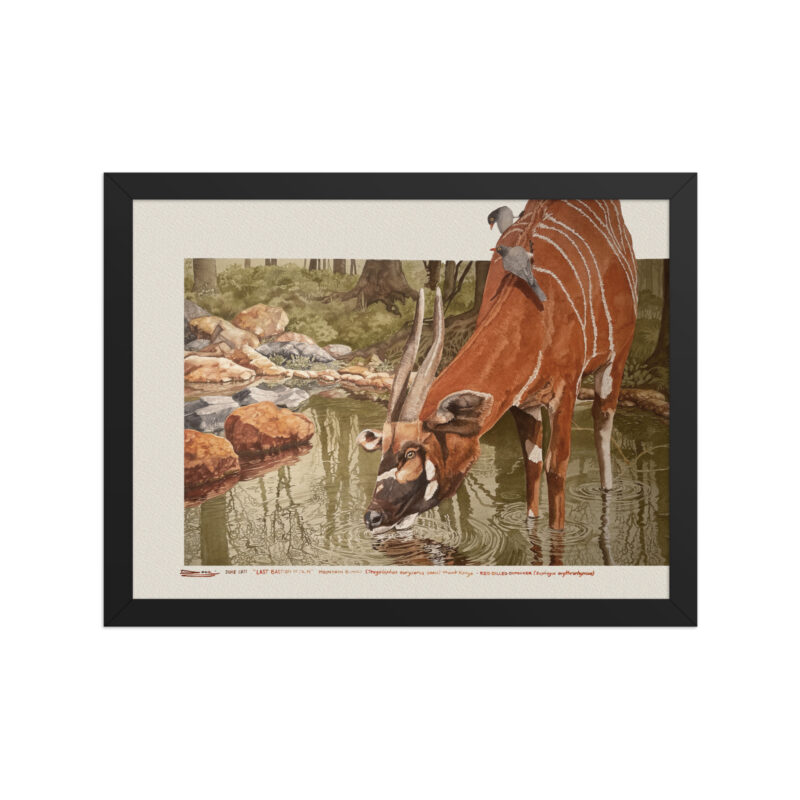 Framed poster, Mountain bongo - Image 2