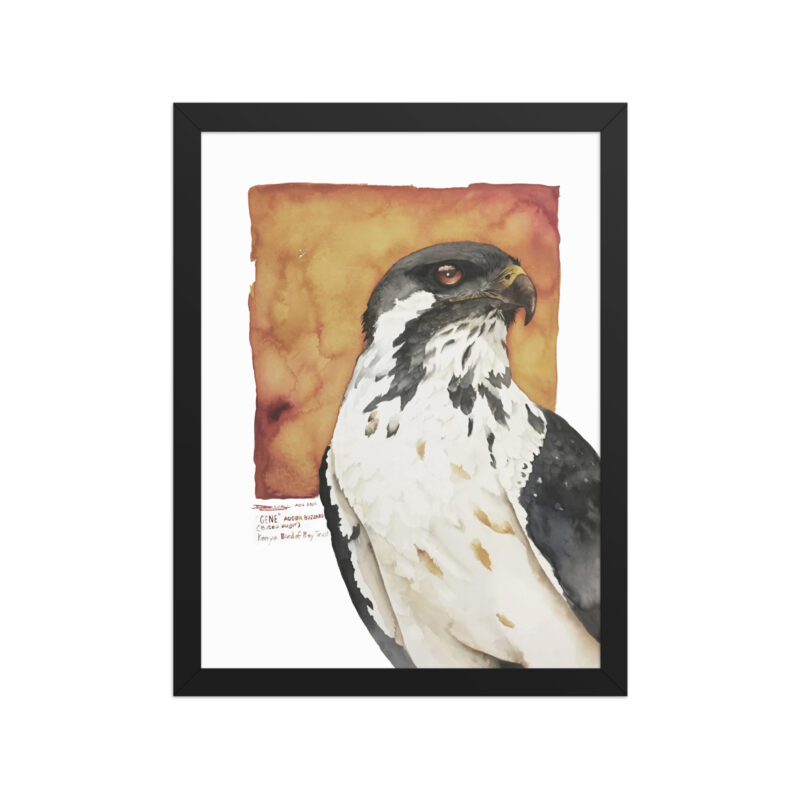 Framed poster, "Gene" the augur buzzard from KBOPT - Image 2
