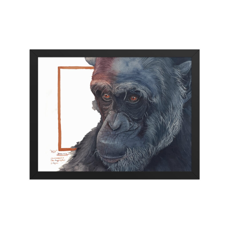 Framed poster, Roy, a chimp from Sweetwaters - Image 4