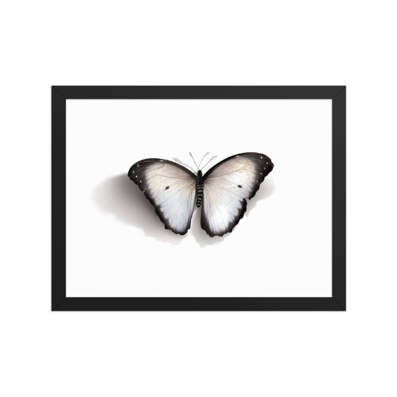 Framed poster, white butterfly - Image 4
