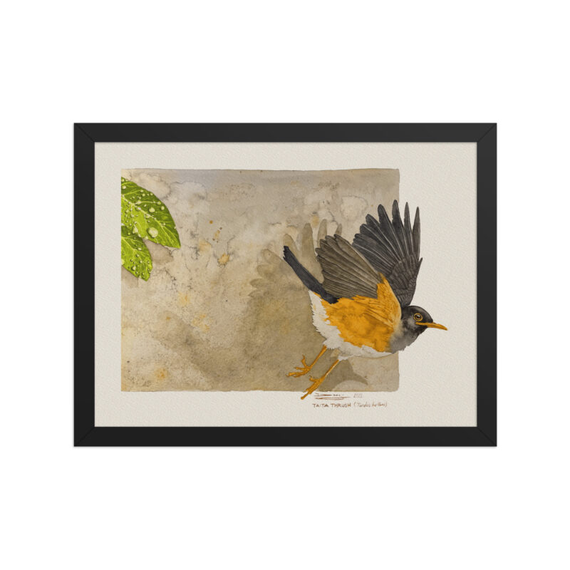 Framed poster,  Taita thrush - Image 2