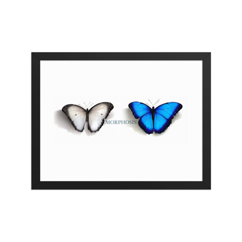Framed poster, morpho (Morpho peleides) and white (Pieris rapae) butterflies: morphosis - Image 6