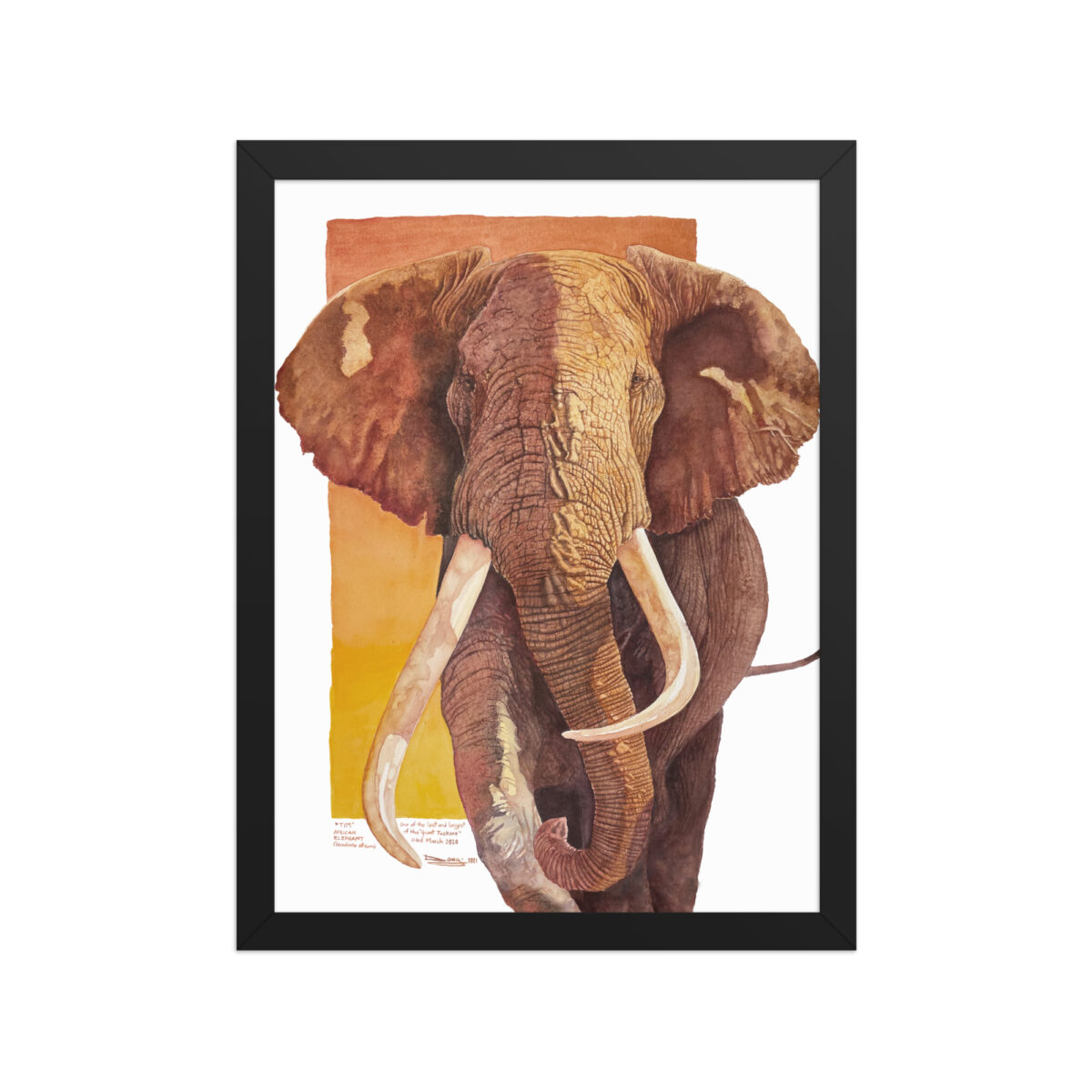 Framed poster, "Tim", one of the last of the giant tuskers - Image 4