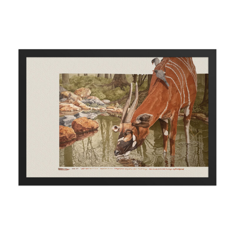 Framed poster, Mountain bongo - Image 3