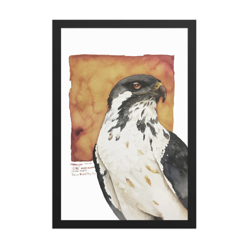Framed poster, "Gene" the augur buzzard from KBOPT - Image 3