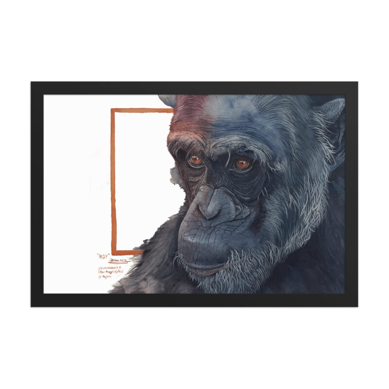 Framed poster, Roy, a chimp from Sweetwaters - Image 5
