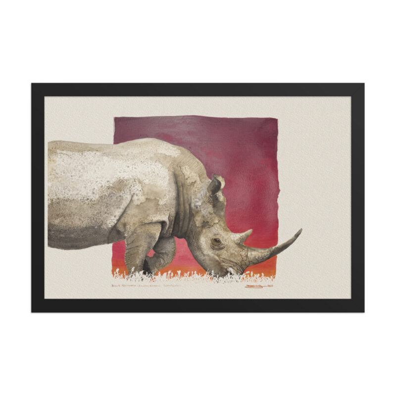 Framed poster, black rhino - Image 3