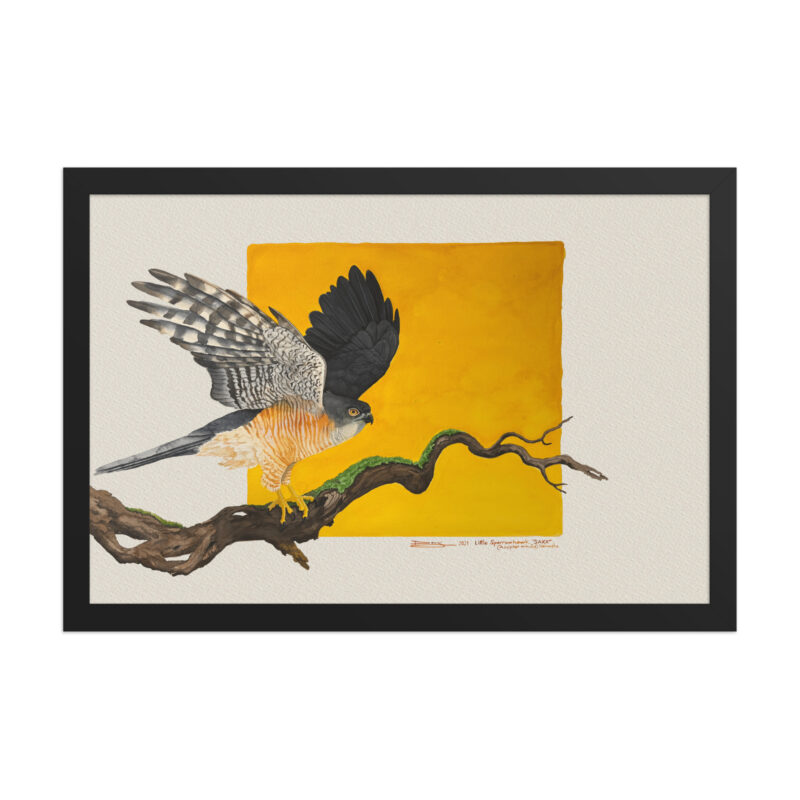 Framed poster, "Saxx" the little sparrowhawk - Image 3