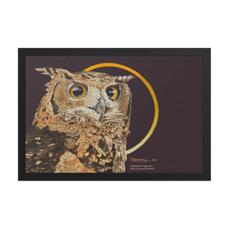 Framed poster, Mackinder's eagle owl - Image 5