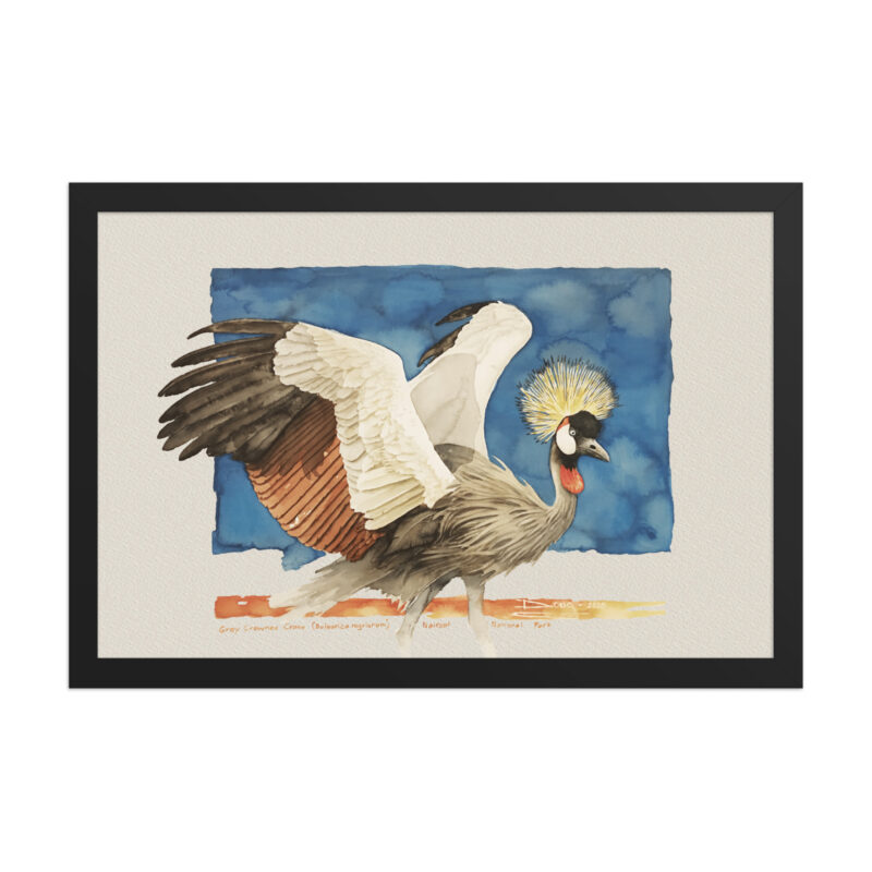 Framed poster Grey-crowned crane - Image 3