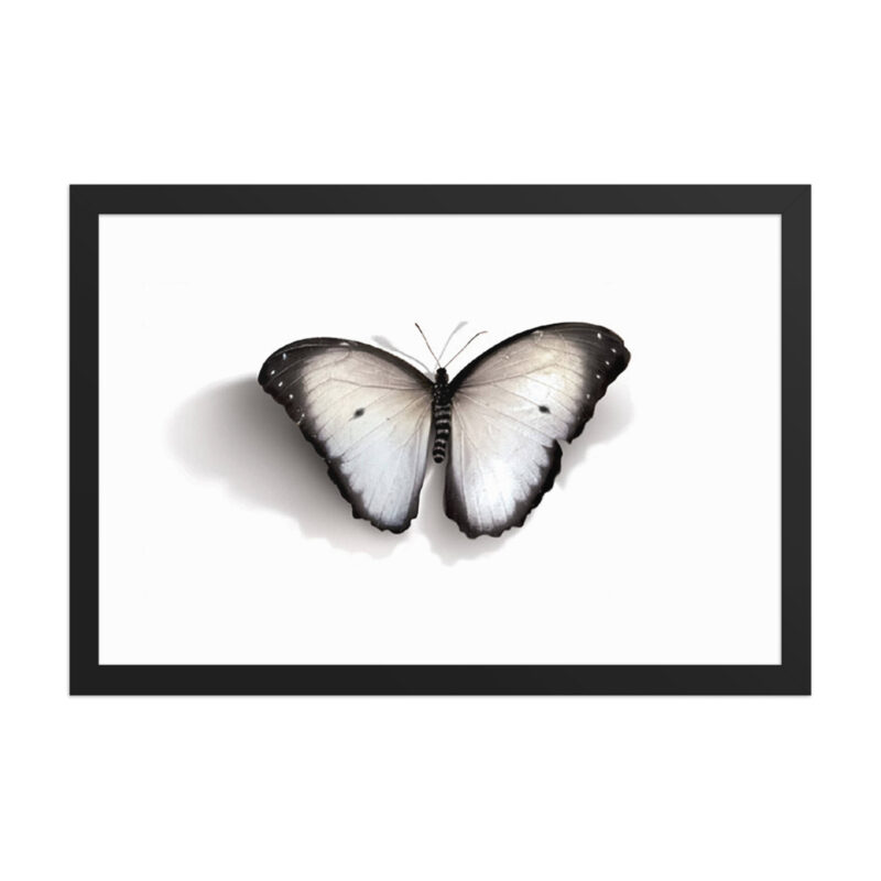 Framed poster, white butterfly - Image 5