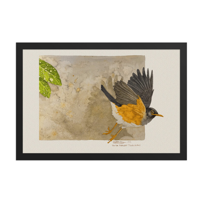 Framed poster,  Taita thrush - Image 3