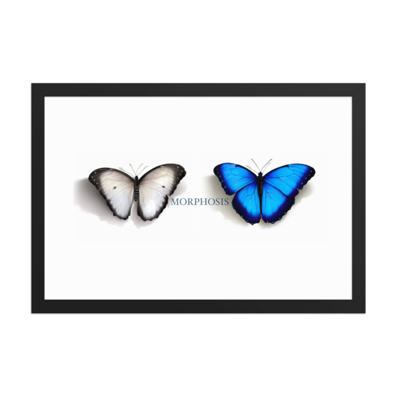 Framed poster, morpho (Morpho peleides) and white (Pieris rapae) butterflies: morphosis - Image 7