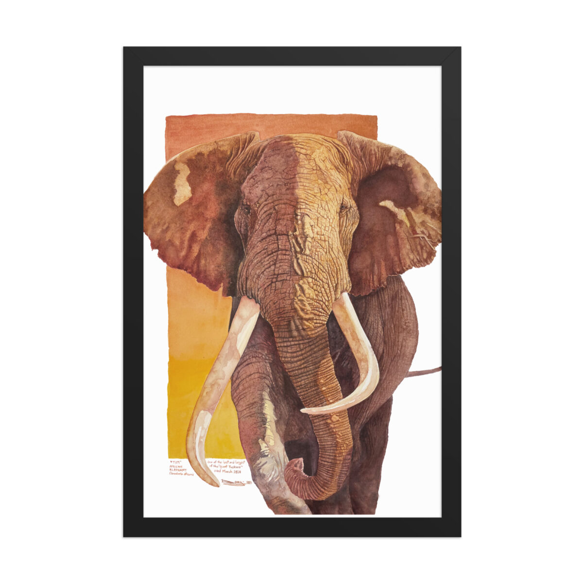 Framed poster, "Tim", one of the last of the giant tuskers - Image 5