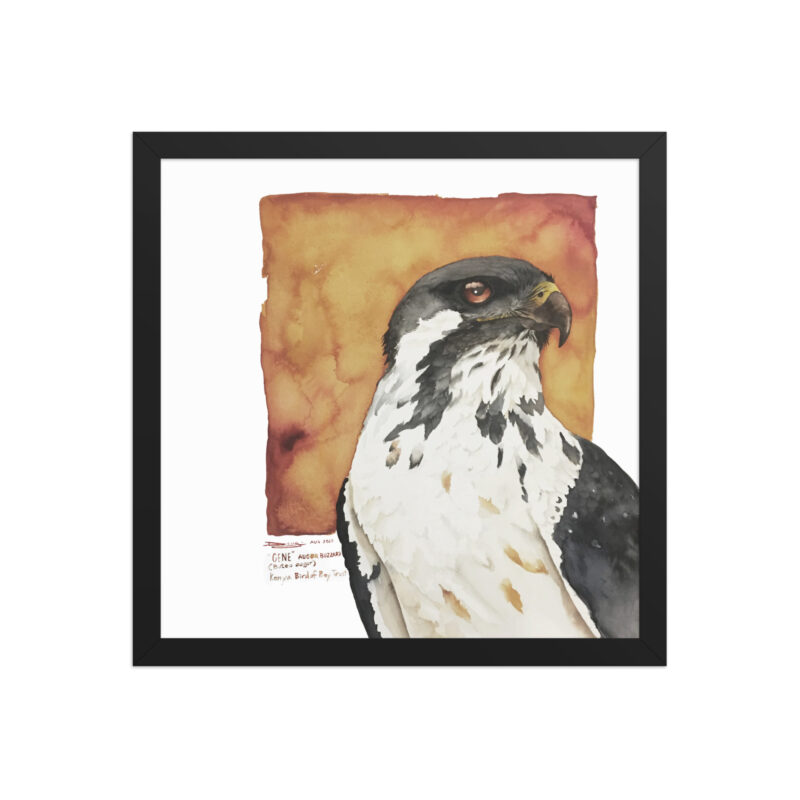 Framed poster, "Gene" the augur buzzard from KBOPT - Image 4