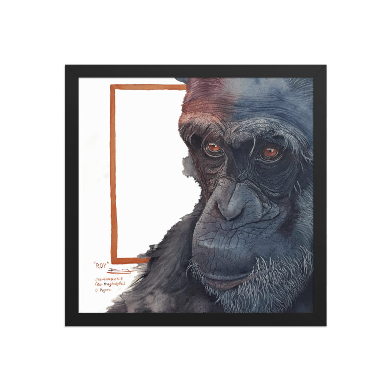 Framed poster, Roy, a chimp from Sweetwaters - Image 6