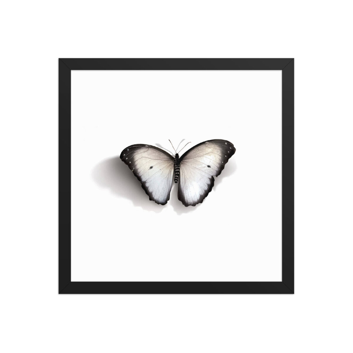 Framed poster, white butterfly - Image 6