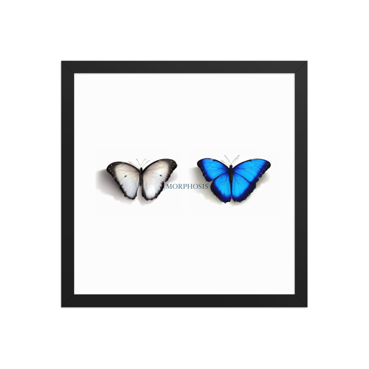 Framed poster, morpho (Morpho peleides) and white (Pieris rapae) butterflies: morphosis - Image 8