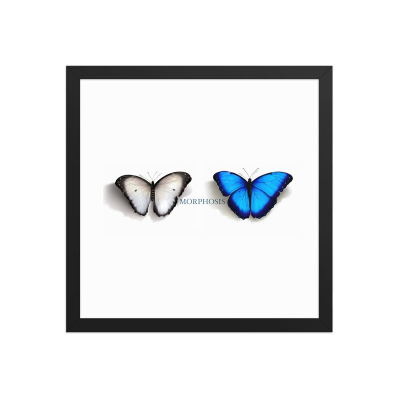 Framed poster, morpho (Morpho peleides) and white (Pieris rapae) butterflies: morphosis - Image 8